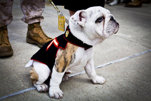 The incoming Marine Corps mascot, Private First Class Chesty XIV, following his Eagle Globe and Anchor pinning ceremony at Marine Barracks Washington in Washington, D.C., April 8, 2013 (U.S. Marine Corps/Mallory S. VanderSchans)