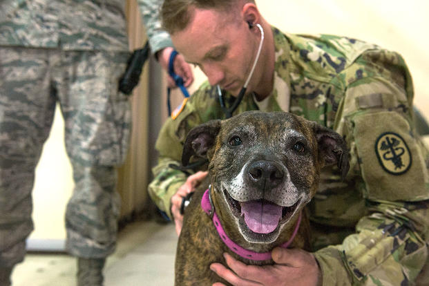 .S. Army Capt. Drew Henschen examines a pet during an ordered departure processing line at Incirlik Air Base, Turkey.