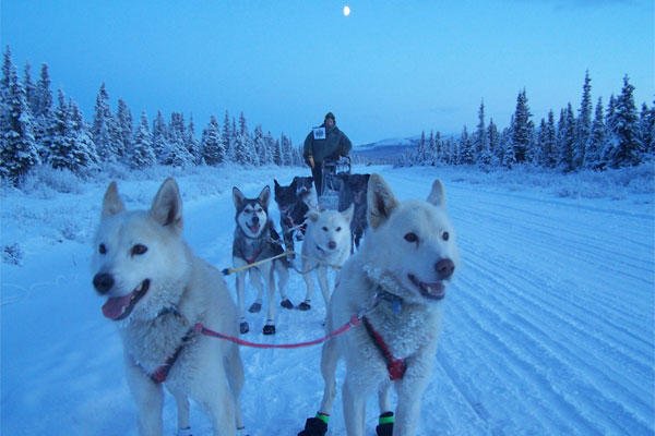 Maj. Roger Lee practices with his sled dogs for the Iditarod Trail Sled Dog Race in Alaska. (Courtesy photo)