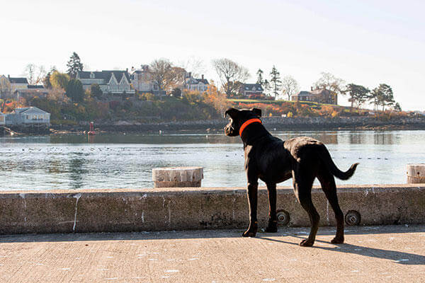 Bruin, the new puppy at Coast Guard Station Gloucester, Mass., looks out to Gloucester Harbor Wednesday, Nov. 4, 2015. The station’s crew adopted Bruin in October from a local shelter. (U.S. Coast Guard/PO2 Cynthia Oldham)