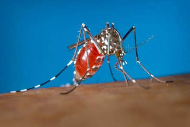 The aedes albopictus mosquito is the primary carrier for the chikungunya virus, also known as CHIK, in the temperate climates of the United States. (U.S. Army phooto)