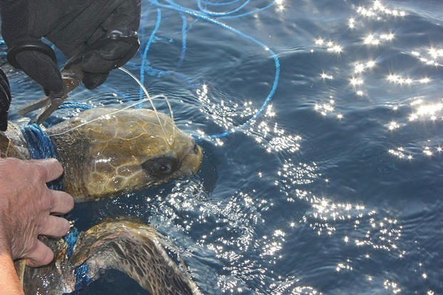 A Coast Guard Cutter Escanaba crewmember frees an entangled Leatherback sea turtle from fishing gear while on patrol in the Eastern Pacific Ocean. Escanaba's crew spotted and freed four Leatherback sea turtles during the patrol. (U.S. Coast Guard photo)