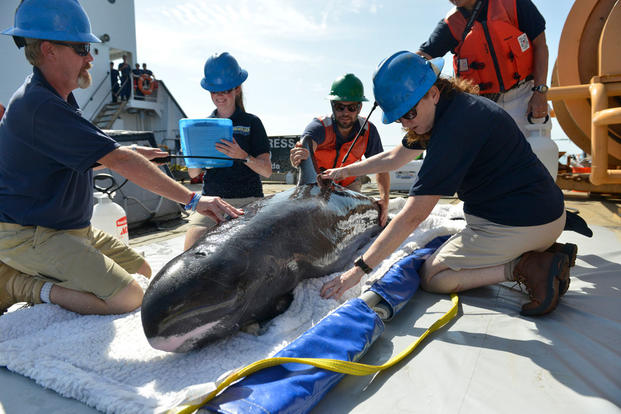 Teams from the Institute of Marine Mammal Studies keep a pygmy killer whale hydrated while they prep it for release into the Gulf of Mexico, July 11, 2016. (Photo: Petty Officer 3rd Class Lexie Preston)