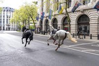 Two horses on the loose bolt through the streets of London