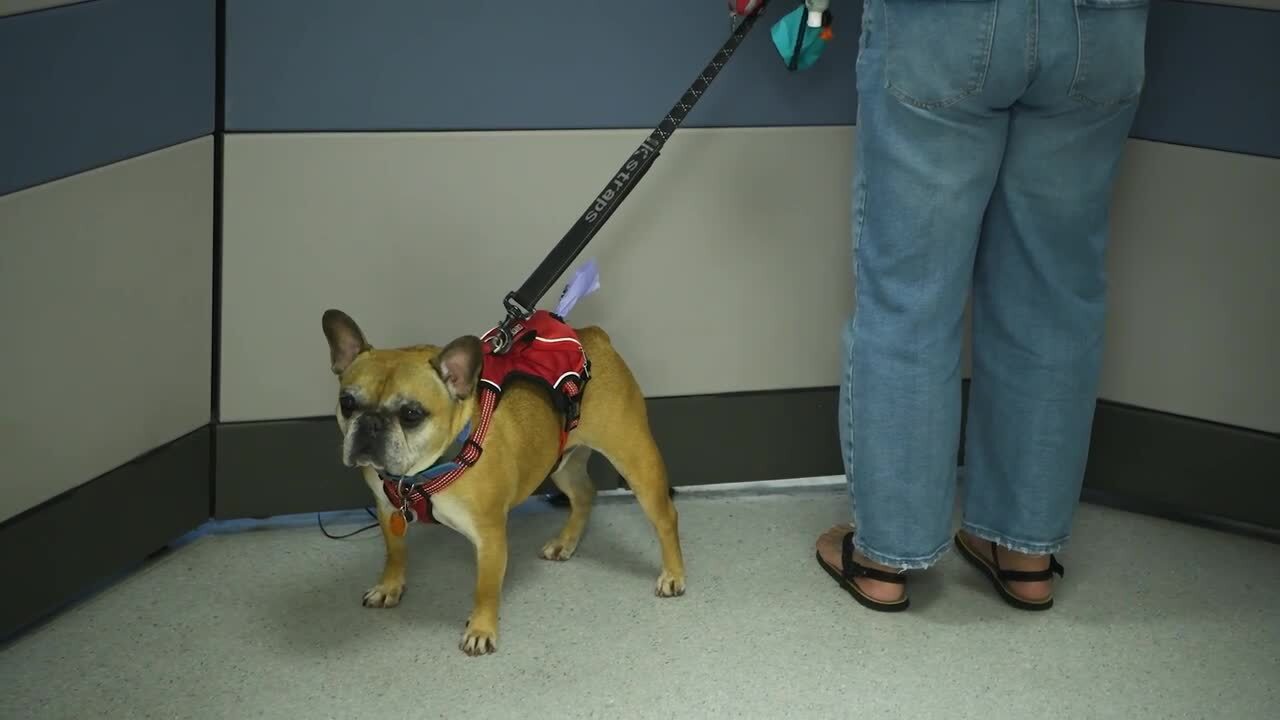 How to Prepare Your Pet to PCS