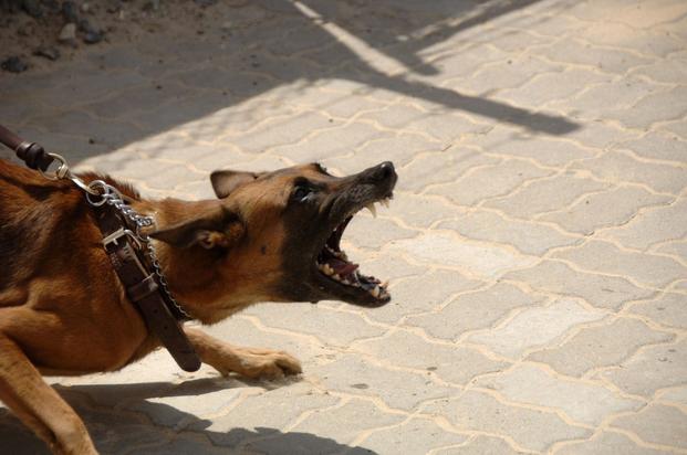 do military dogs have titanium teeth