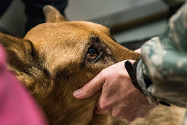 Tech. Sgt. Matthew Salter, 436th Security Forces Squadron military working dog kennel master, cups the snout of retired Military Working Dog Rico while veterinary staff prepare to insert an intravenous needle into one of his front legs (U.S. Air Force/Roland Balik)