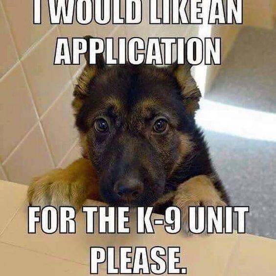 8 Funny Working Dog Memes Thatll Make You Wag Your Tail  Militarycom