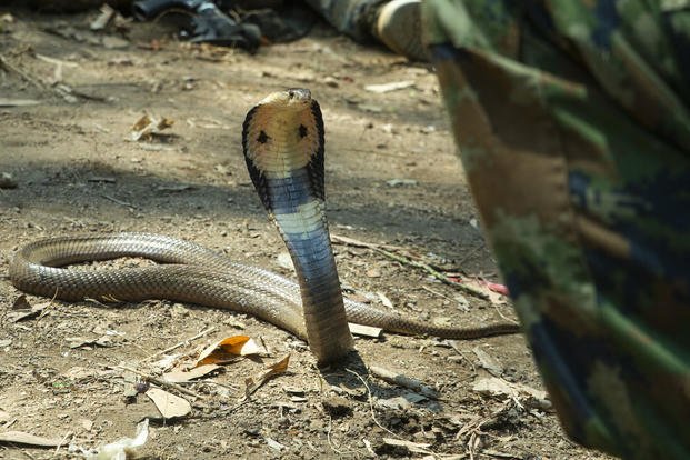 A monocled cobra flares its hood during jungle survival training, Exercise Cobra Gold 19, Camp Ban Chan Khrem, Khao Khitchakut District, Thailand, Feb. 15, 2019. (Tanner Lambert/Marine Corps)