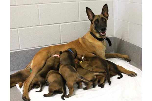 Military working dog store training