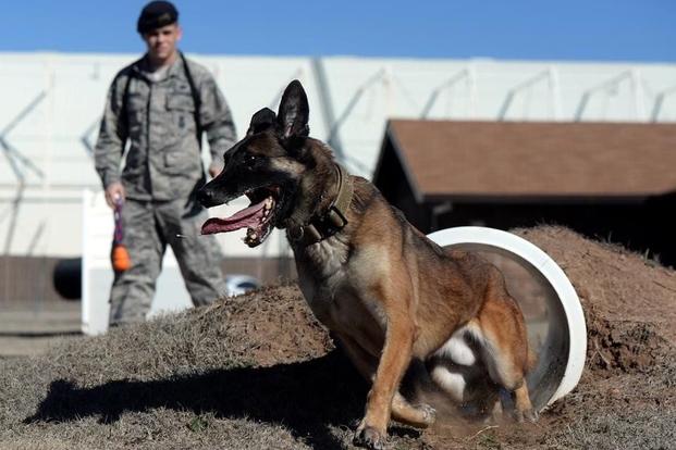 11 Steps to Turning a Puppy Into a Badass Military Working Dog | Military.com