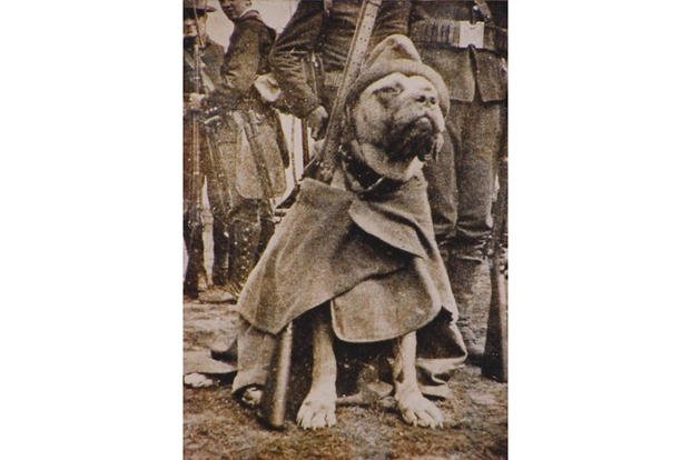 what were dogs used for in ww1