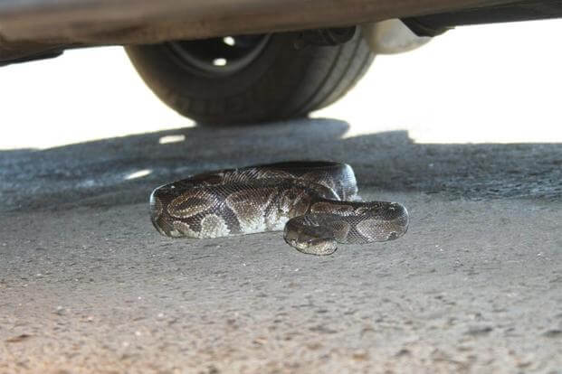 FILE PHOTO -- A ball python under a vehicle at the 416th Flight Test Squadron parking lot. (Courtesy photo)