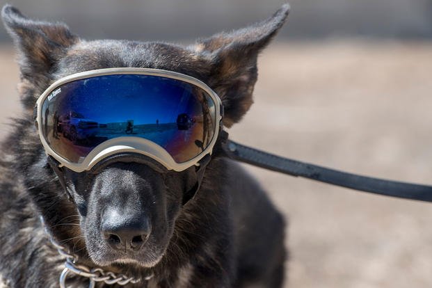 A military working dog from the 366th Security Forces Squadron, Mountain Home, Idaho, poses for a picture during a field training convoy at the Orchard Combat Training Center, south of Boise, Idaho. (U.S. Air National Guard/Joshua C. Allmaras)