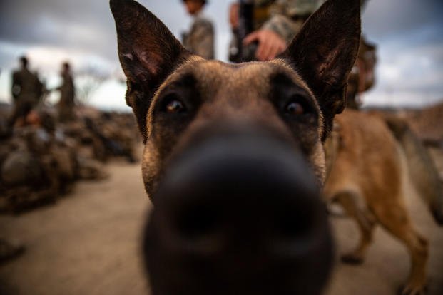Meet Fflag, a U.S. Marine Corps military working dog. Fflag is a patrol explosives detection dog, trained to find explosive devices and take down an enemy combatant when necessary. (U.S. Marine Corps/Brendan Mullin)