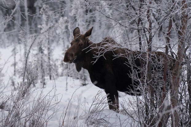 Moose on JBER