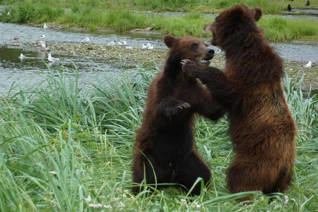 Bears in Tongass National Forest