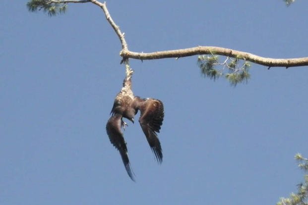 American Eagle Salute U  Bald eagle, Bald eagle meme, I love america