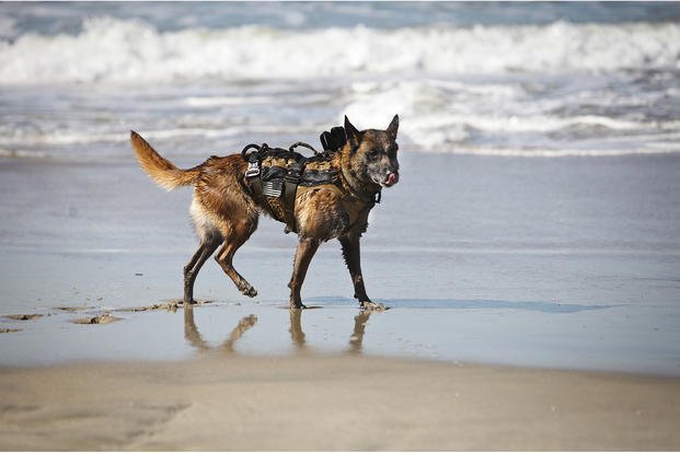 A MARSOC multi-purpose canine undergoes training.