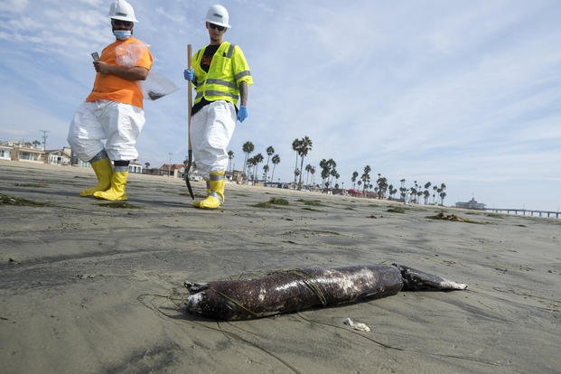 Workers in protective suits walk by as dead marine life washed off on a beach in California.