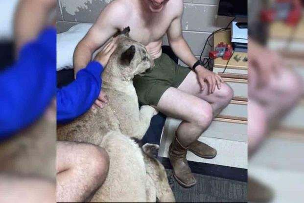 A Marine May Have Brought a Wild Cougar Back to His Barracks