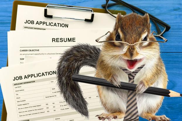squirrel with pencil scolds about resume