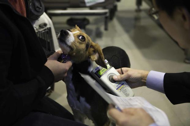 After 4 pets die during PCS flights, the Air Force reviews policy