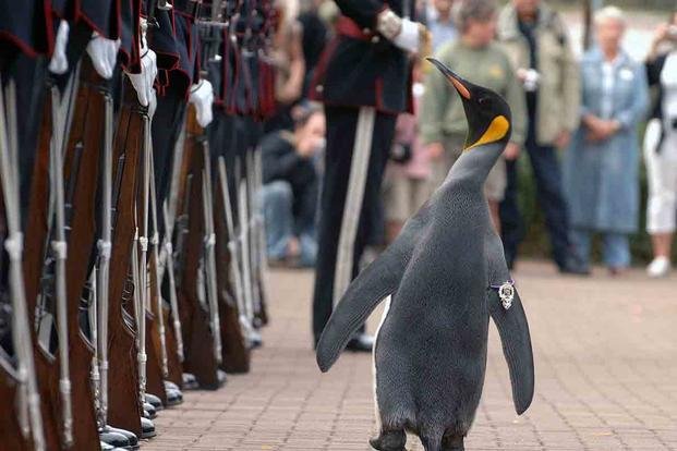 This Brigadier Penguin Is the Highest-Ranking Animal in the World |  