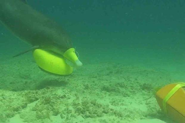 U.S. Navy Marine Mammal Program (NMMP) MARK 7 Marine Mammal System bottlenose dolphin places a marking device in the vicinity of an exercise sea mine in Southern California during Rim of the Pacific (RIMPAC) exercise. (U.S. Navy)