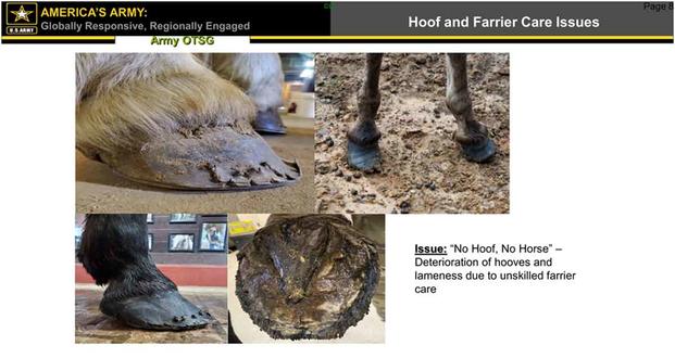 U.S. Army’s ‘Task Force Military Working Equids’ report.