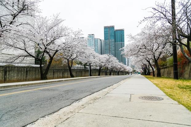 The first cherry blossoms to bloom line the streets of USAG Yongsan in Seoul, South Korea.