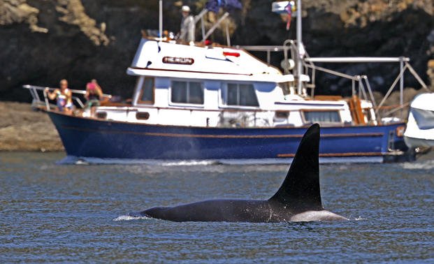An orca swims past a recreational boat sailing just offshore in the Salish Sea