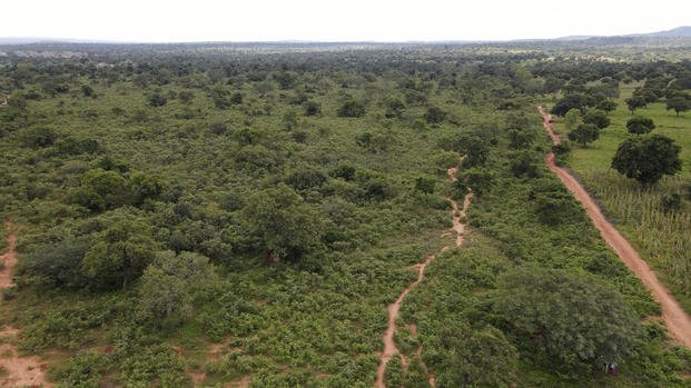 An aerial view of the Zamblara forest in Mali's Sikasso region
