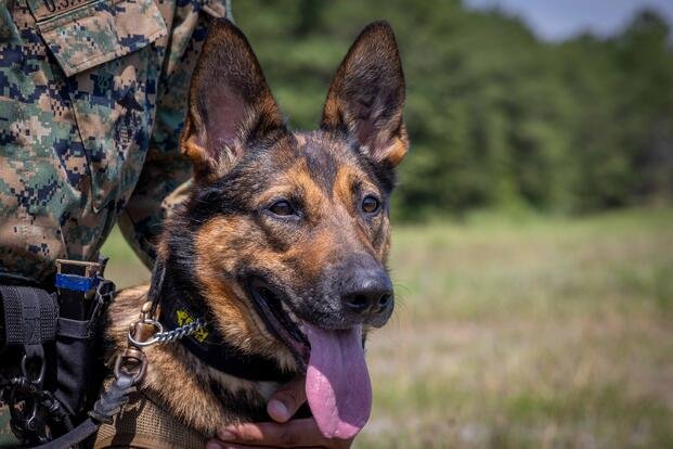 DOD IG: Neglect of Military Working Dogs Caused Disease, Mold, Deaths