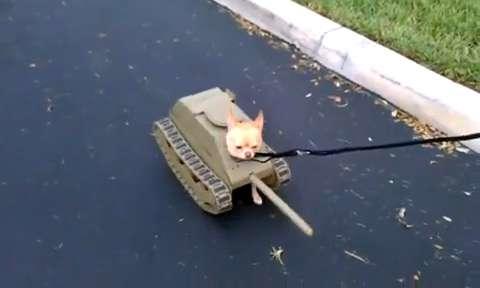 Tank top the dog