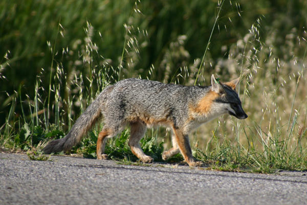 army ground intelligence support activity gisa and geralf ruling