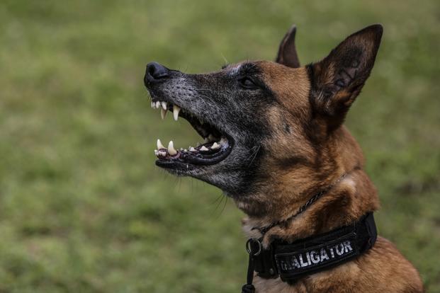 Military Working Dog (MWD) Bbutler barks at an aggressor during training aboard Kadena Air Base, Okinawa, Japan, May 30, 2017. MWD's are trained to subdue or intimidate suspects before having to use lethal force; they are also used for detecting explosives, narcotics and other harmful materials.