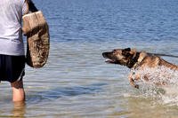 Military Working Dog Jack goes after a decoy perpetrator from the 325th Security Forces Squadron, during in-water bite training last June on the beach at Tyndall Air Force Base. (US Air Force photo/Alex Echols)