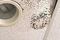 Mold on a ceiling tile at Brewster Middle School on Camp Lejeune, North Carolina, greeted students who returned to class Sept. 25 after Hurricane Florence. (Photo courtesy of Laura Shuler)