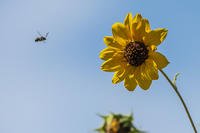 bee and sunflower