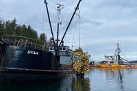 Recovering the net that was contaminated with fuel where the Haida Lady sank near Sitka, Alaska.