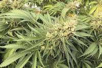 marijuana bud is seen before harvest at a rural area near Corvallis, Oregon