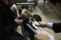 A pet who traveled to the Korean Peninsula is scanned for a microchip.