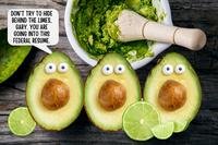 three avocados with eyes debate entering the federal resume