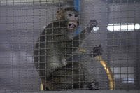 Long-tailed macaque kept for use in clinical research