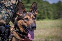 Military working dog Indira participates in a training event at Marine Corps Base Quantico, Va., July 17, 2024. The training tested the Marines’ physical endurance while acclimating the dogs to the sound of gunshots. (Marine Corps Lance Cpl. Kayla LeClaire)