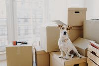 Dog on a stack of moving boxes