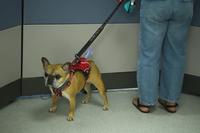 How to Prepare Your Pet to PCS