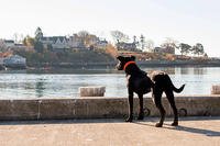 Bruin, the new puppy at Coast Guard Station Gloucester, Mass., looks out to Gloucester Harbor Wednesday, Nov. 4, 2015. The station’s crew adopted Bruin in October from a local shelter. (U.S. Coast Guard/PO2 Cynthia Oldham)