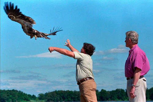President Bill Clinton watches as an American Bald Eagle is released into the wild.